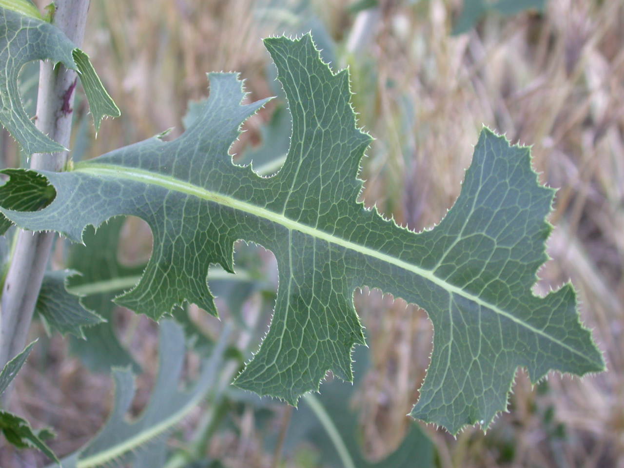 Lactuca sativa subsp. serriola / Lattuga selvatica